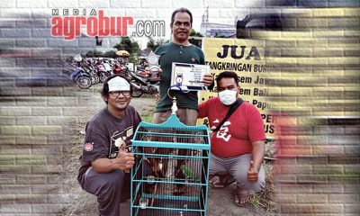 Cucak Hijau Rambo Condet BC Jakarta