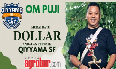 Murai Batu Dollar Qiyyama SF Depok