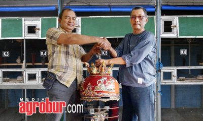 HERU TYOK H7B BF (KIRI) JEMBER. Saat menerima Indukan K-B3 dari H. Solehudin Adipura BF.