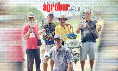 Ladinil HG BF Klatakan Tanggul Jember