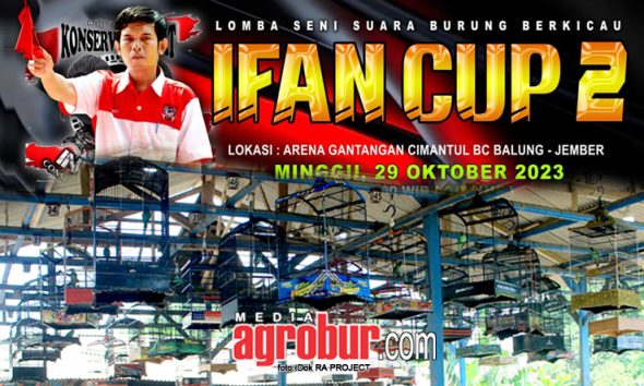 Ifan Cup 2 Jember