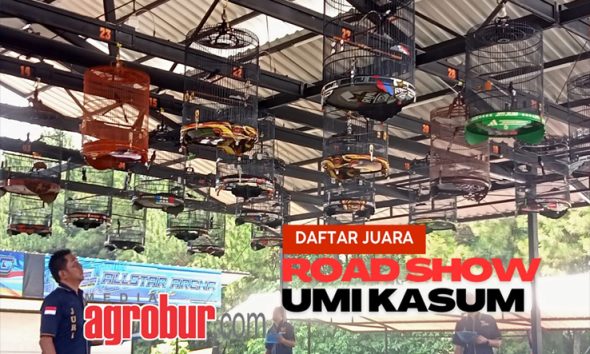 Road Show Umi Kasum