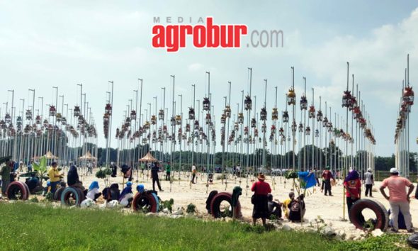 Liga Perkutut Jawa Timur