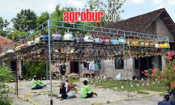 Liga Hanging Pro Pemula Jember
