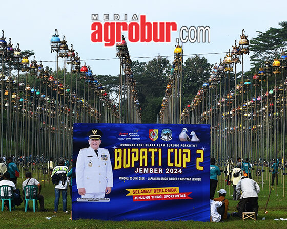Bupati Cup 2 Jember