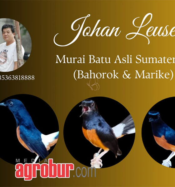 Johan Leuser Pekan Baru