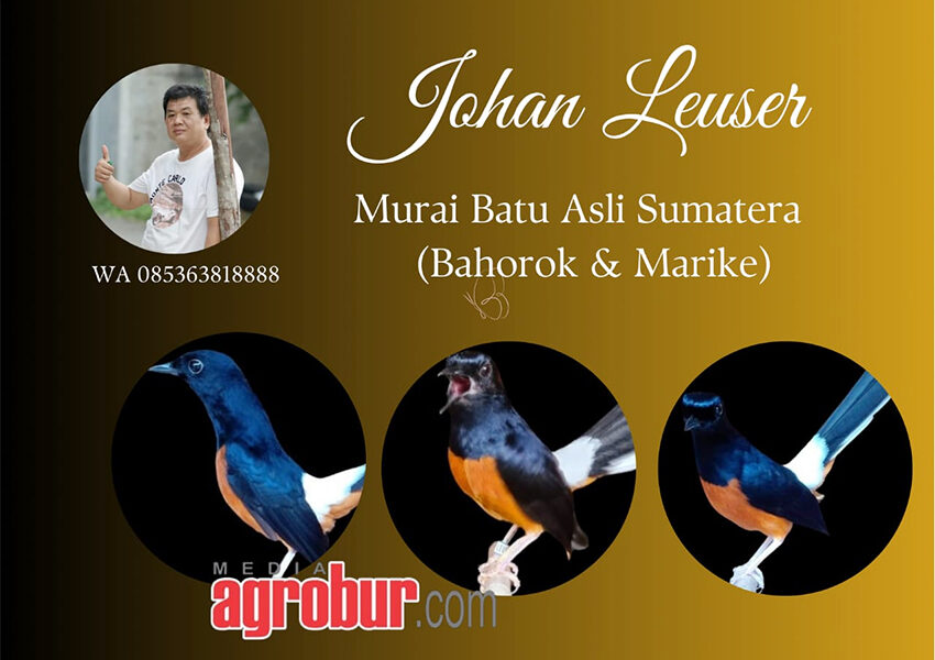 Johan Leuser Pekan Baru