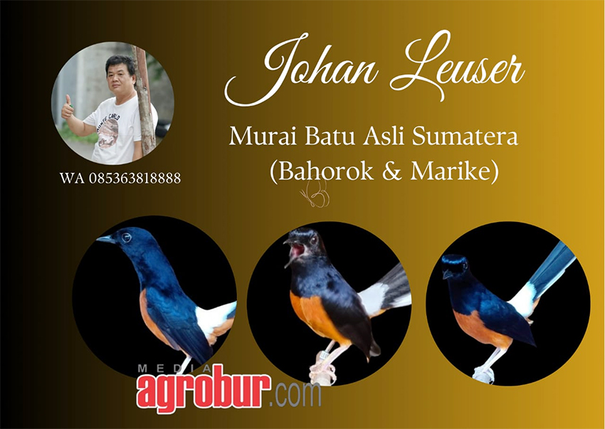 Johan Leuser Pekan Baru