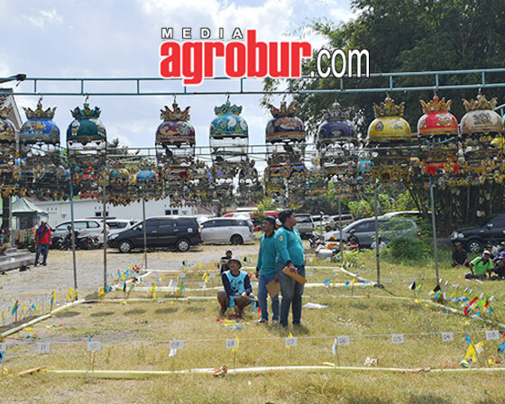 Liga Hanging Pro Pemula Jember