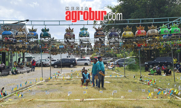 Liga Hanging Pro Pemula Jember