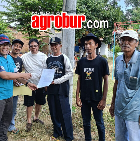 Ladinil Semar Bulusan Banyuwangi