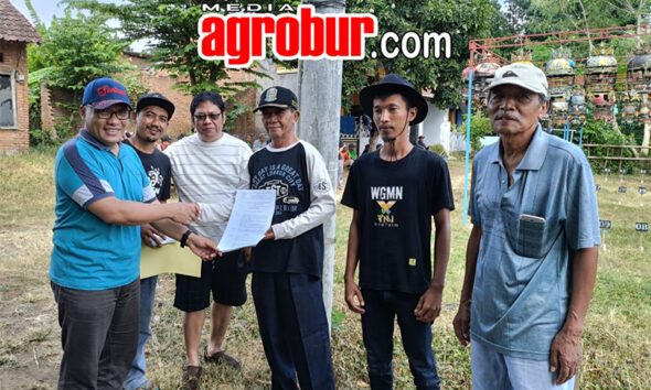 Ladinil Semar Bulusan Banyuwangi