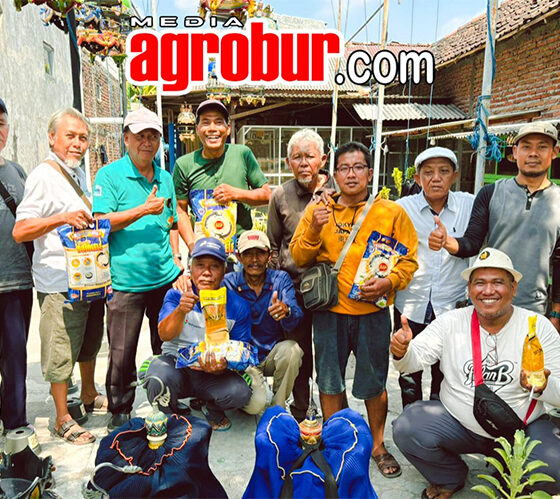 Perkutut Jelidro Surabaya