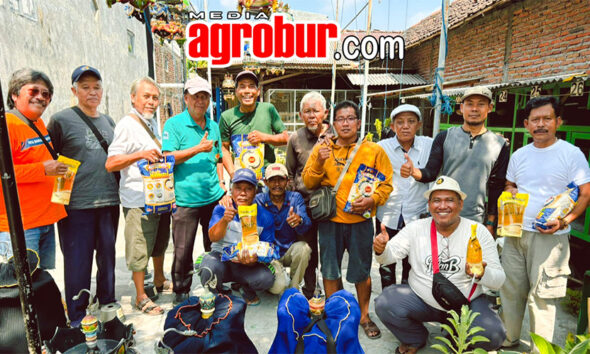 Perkutut Jelidro Surabaya