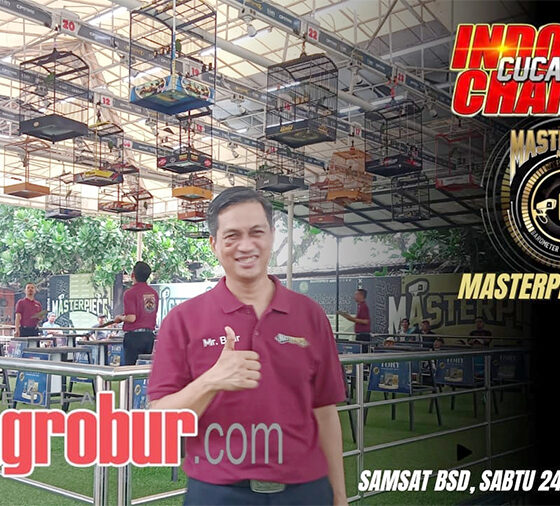 Cucak Hijau Champion