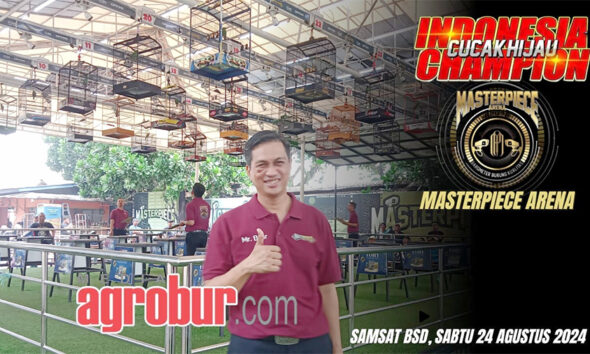 Cucak Hijau Champion