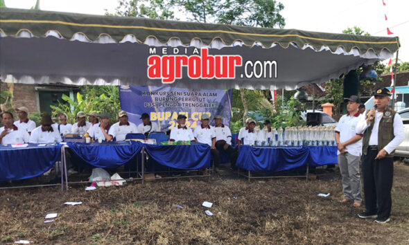 Bupati Cup Trenggalek