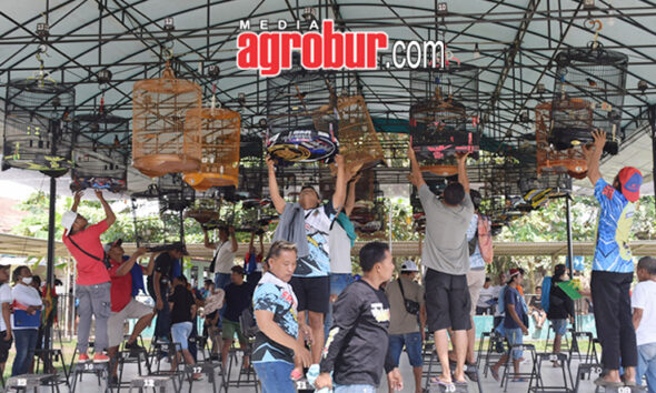 Laga M1 Subdenpom BC Jember
