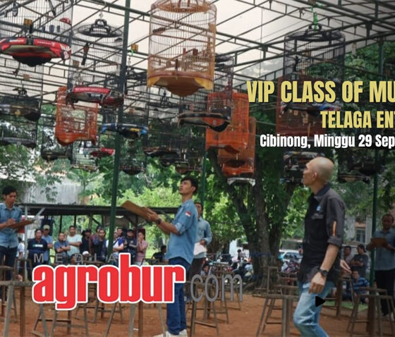 VIP Class of Murai Batu Bogor