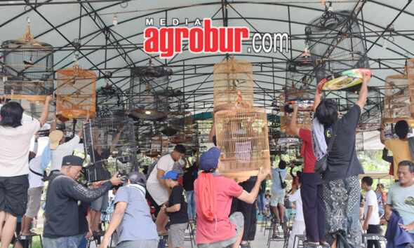 Road To Anniversary Subdenpom BC Jember