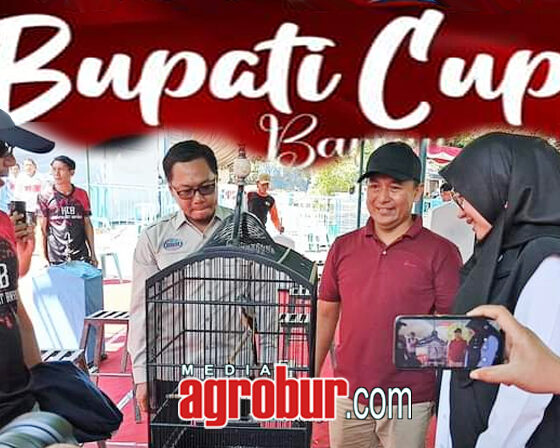 Bupati Cup Banyuwangi