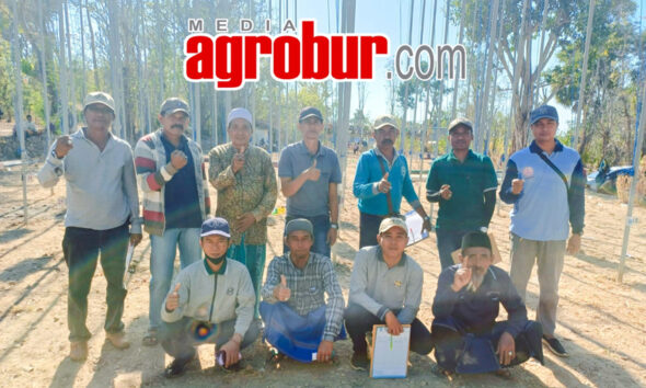 Kolnil Saronggi Sumenenp