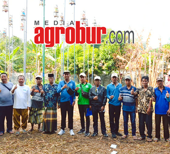 Ladinil Borneo Burneh Bangkalan