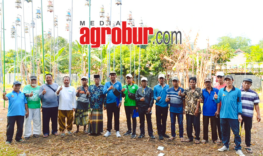 Ladinil Borneo Burneh Bangkalan