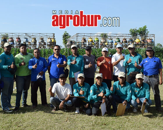 Liga Hanging Pro Pemula Jember