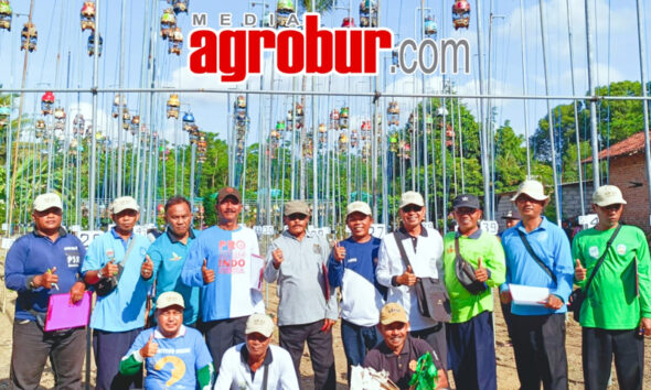 Piala Pangcam Blimbingsari Banyuwangi