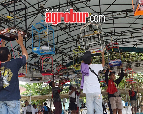 Laga M1 Subdenpom BC Jember