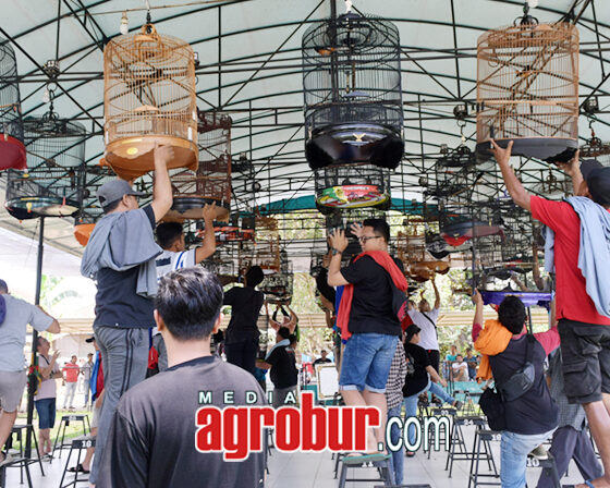 M1 Anniversary Subdenpom BC Jember