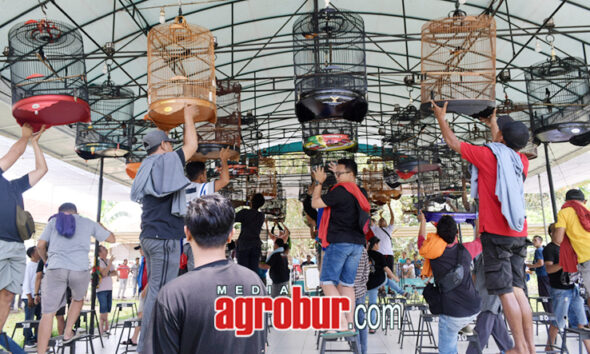 M1 Anniversary Subdenpom BC Jember