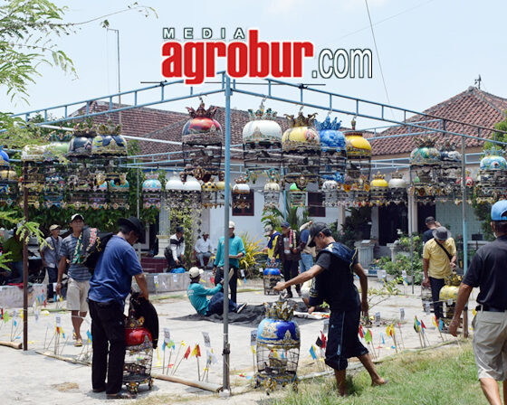 Liga Hanging Pro Pemula Jember
