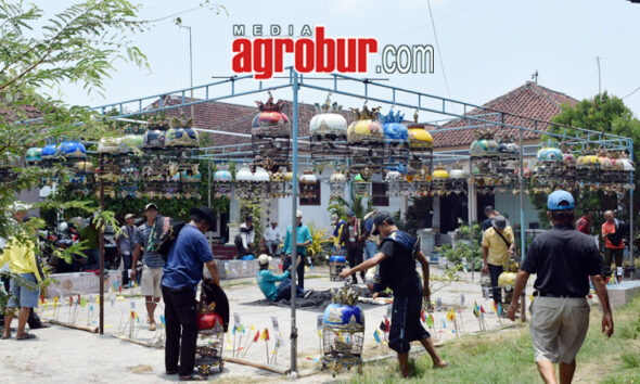 Liga Hanging Pro Pemula Jember