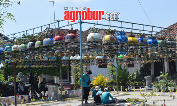 Liga Hanging Pro Pemula Jember