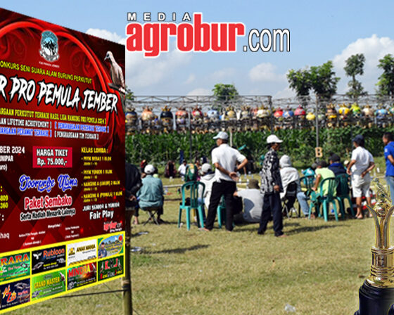 Liag Hanging Pro Pemula Jember