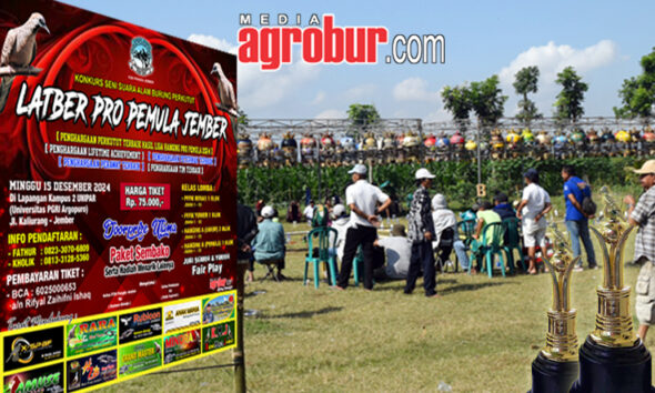 Liag Hanging Pro Pemula Jember