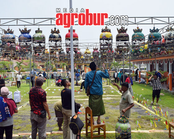 Liga Hanging Pro Pemula Jember