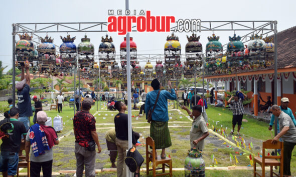 Liga Hanging Pro Pemula Jember