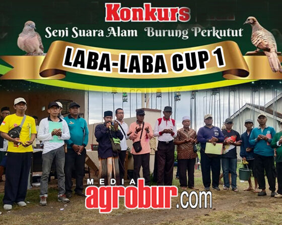 Laba Laba Cup 1 Bondowoso