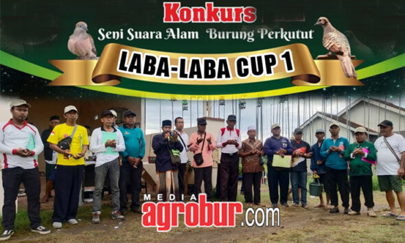 Laba Laba Cup 1 Bondowoso