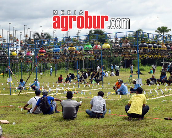 Latber Pro Pemula Jember