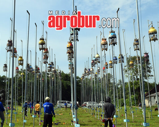 Pra Liga Perkutut Pengda Jember