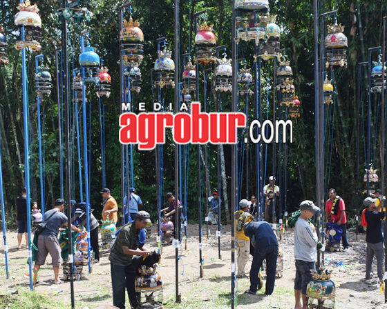 Ladinil Jatirogo Bisa Jember