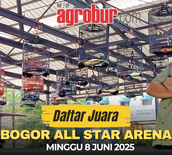 Bagor All Star