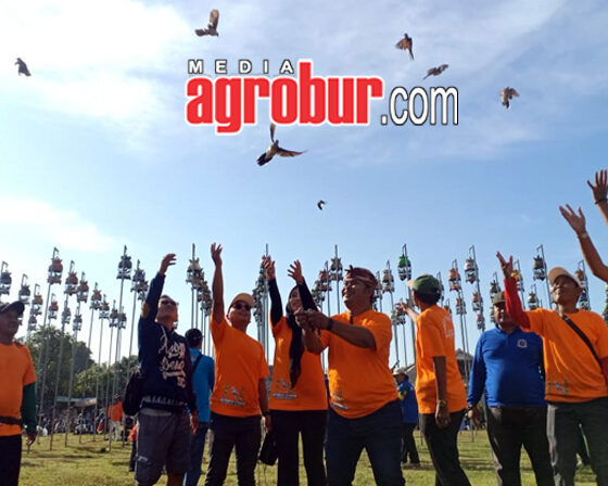 Kades Cup 3 Mangaran Situbondo
