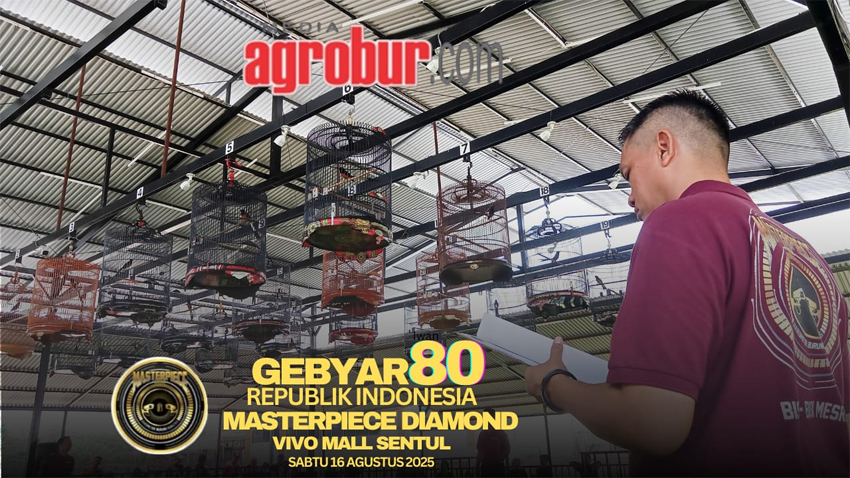 Gebyar 80