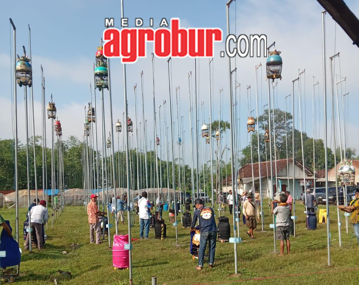 Liga Perkutut Jember