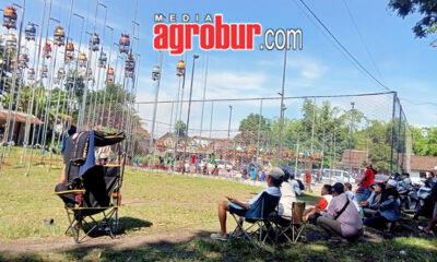 Liga Perkutut Jember